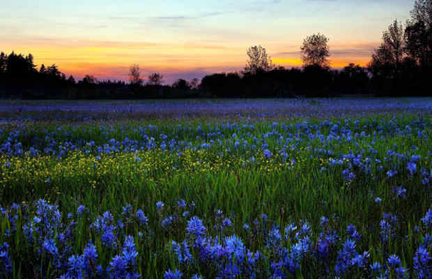 Valley of Flowers