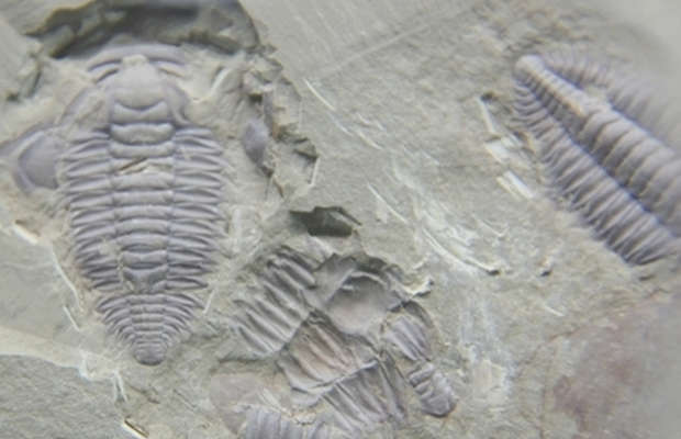 Chengjiang Fossil Site