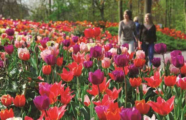 Keukenhof Holland