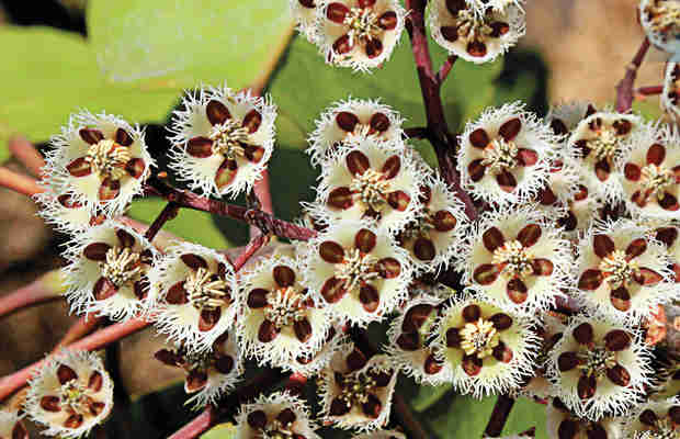 Kaas Plateau